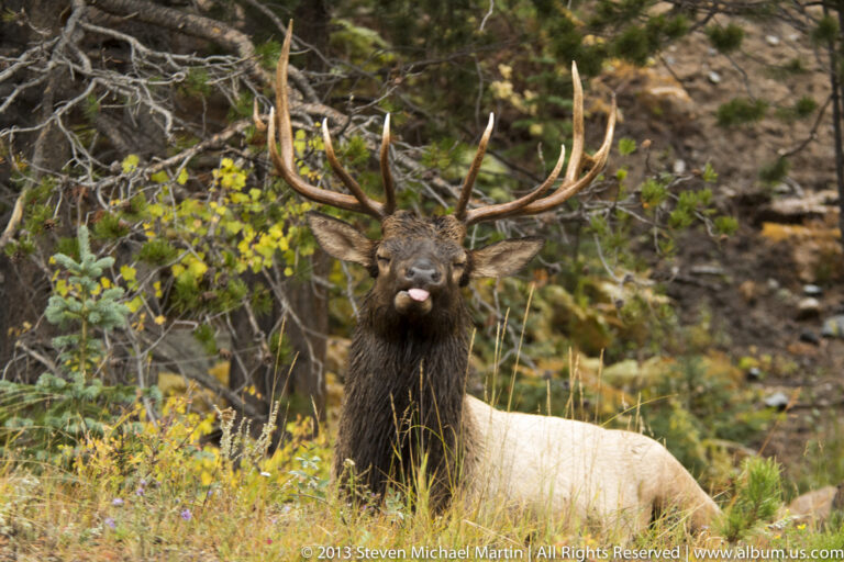 A bull elk faces the camera with its tongue extended, framed by antlers, low branches, and grasses.