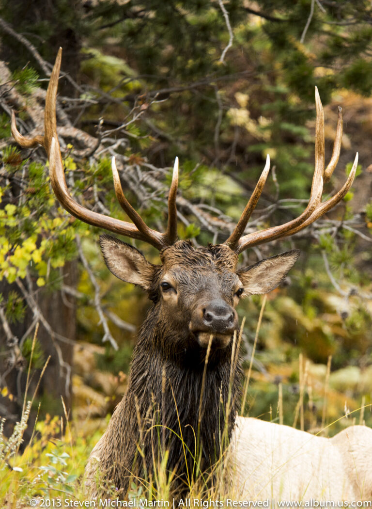 A bull elk’s face and wide antlers fill the frame against softly blurred green and brown woodland.