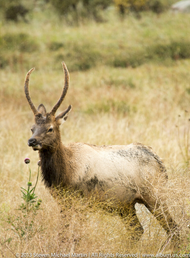 A young bull elk lies in golden grass with short antlers visible above its head.