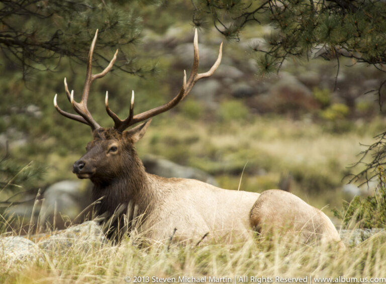 A bull elk reclines in pale grass beneath a pine branch, its antlers angled upward and face turned left.