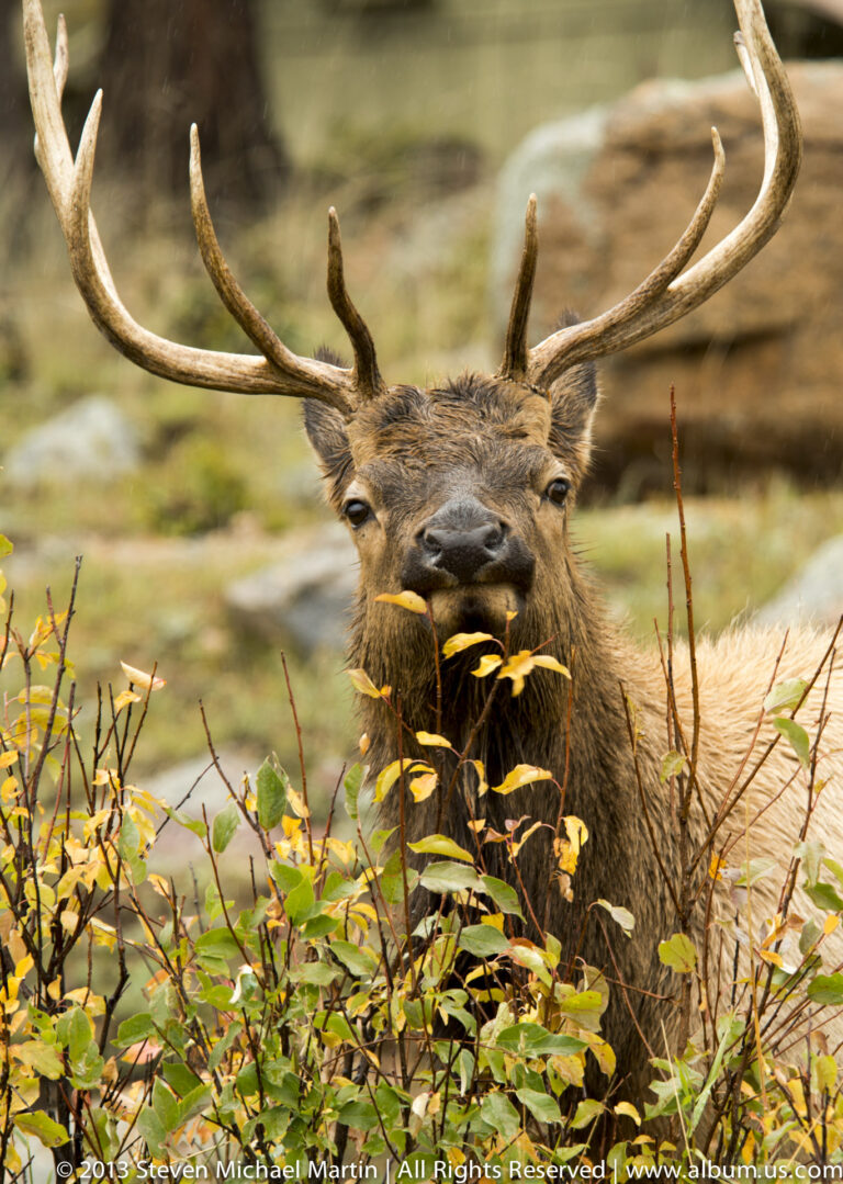 A bull elk browses among yellow leaves, its antlers and dark face visible above the shrubs.