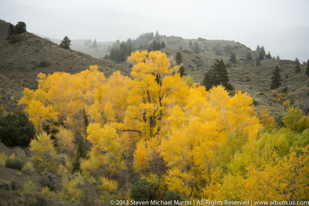A valley band of golden aspens contrasts with dark shrubs and hazy gray-green hills.