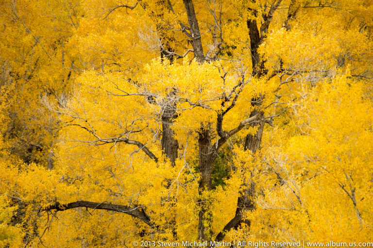 Dense golden aspen leaves and dark branching trunks fill a close, tightly framed view.
