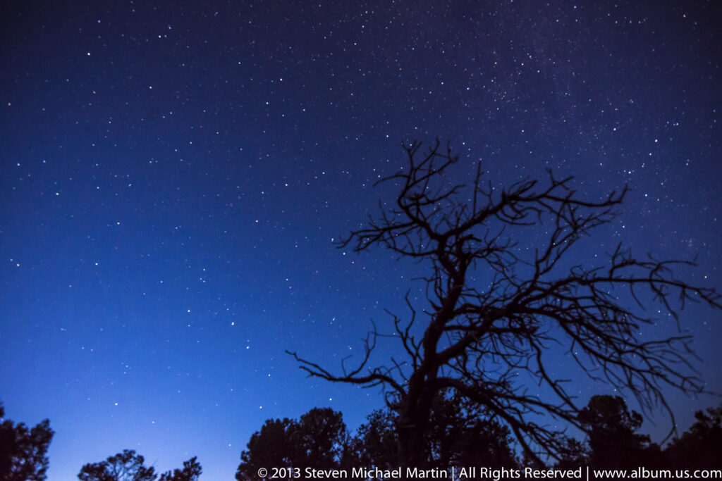 Large leafless tree stands against a star-filled blue sky above a dark treeline.