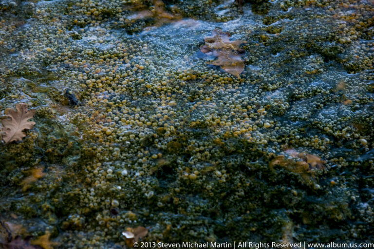 Small bubbles cover a shallow streambed, with a brown leaf and several stones visible near the left edge.