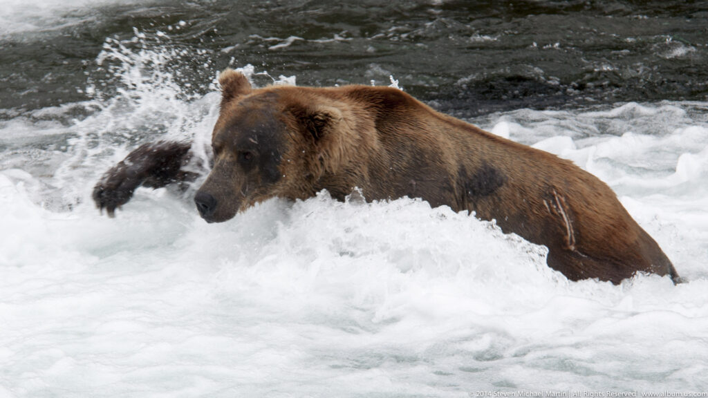 Salmon Run