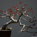 US National Arboretum