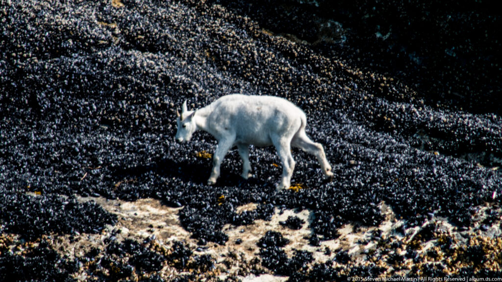 U.S. Wildlife Search