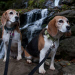 Shenandoah NP – Hike