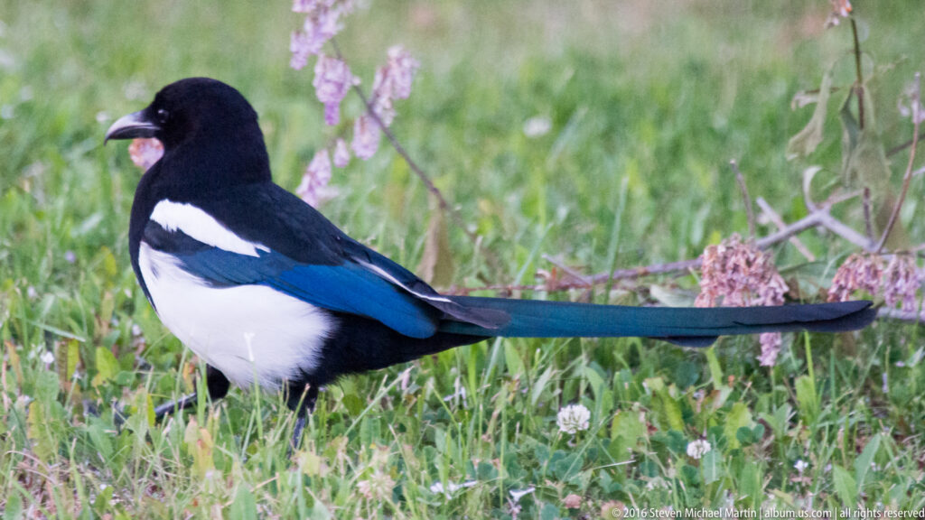 Black-billed magpie in profile among green grasses and pink flower spikes, its long tail extending to the right.