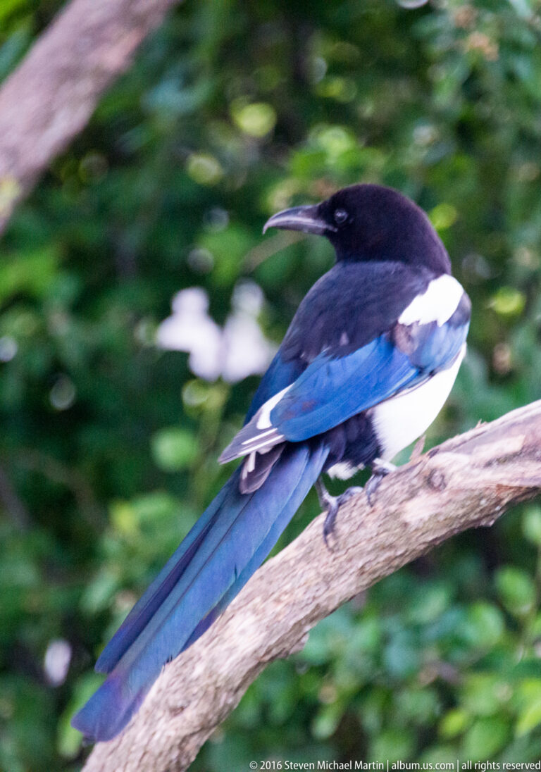 Black-billed magpie perched on a diagonal branch against soft green foliage, its long tail extending down-left.