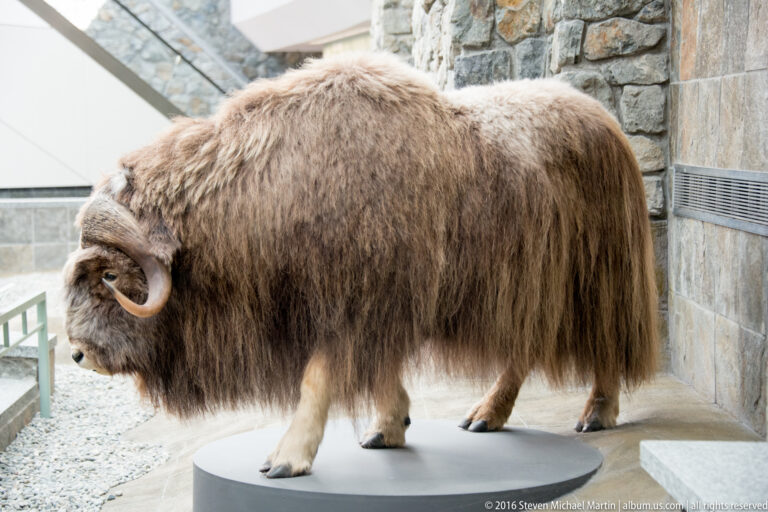 Long-haired muskox mount standing on a circular platform beside a stone wall in an indoor exhibit.