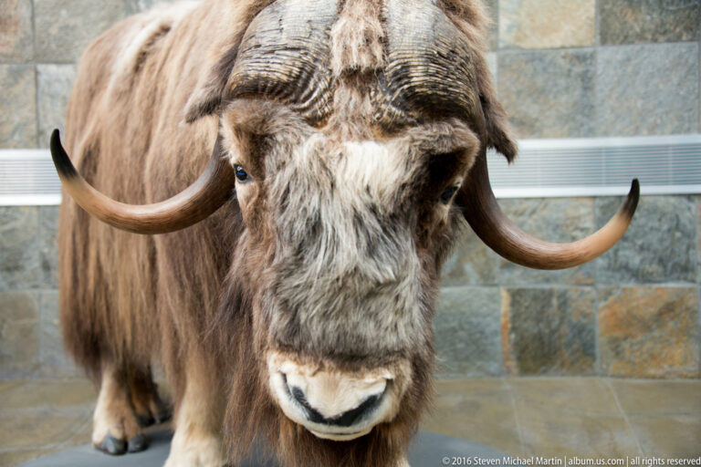 Close frontal view of a shaggy muskox mount showing its broad muzzle, dark eyes, and sweeping horns.