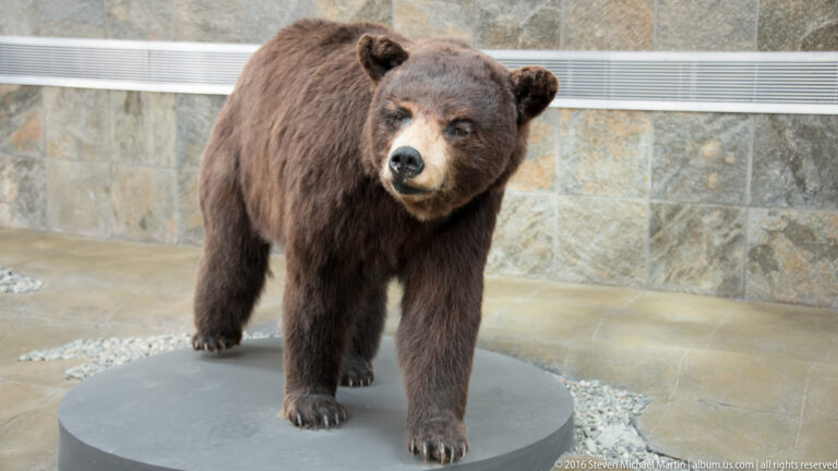 Brown bear mount standing on a circular platform in front of a stone wall and horizontal vent.