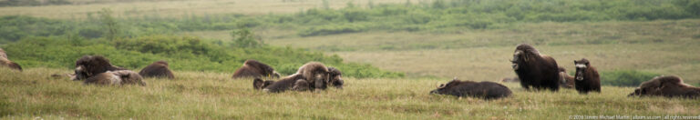 Musk oxen graze in a loose line across a broad grassy tundra slope.