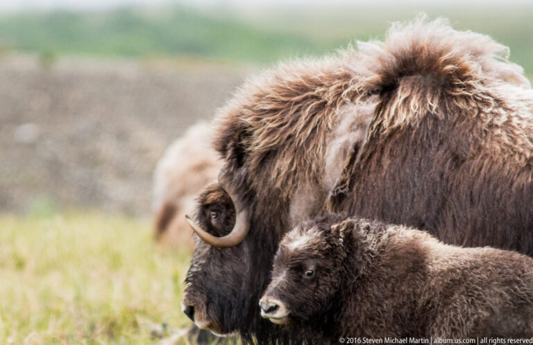 A calf presses close beneath the shaggy head of an adult musk ox.