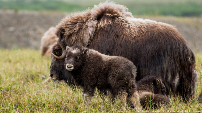 A small musk ox calf stands before a larger adult in the meadow.
