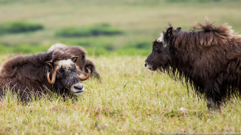 A standing musk ox faces another ox resting in the meadow grass.