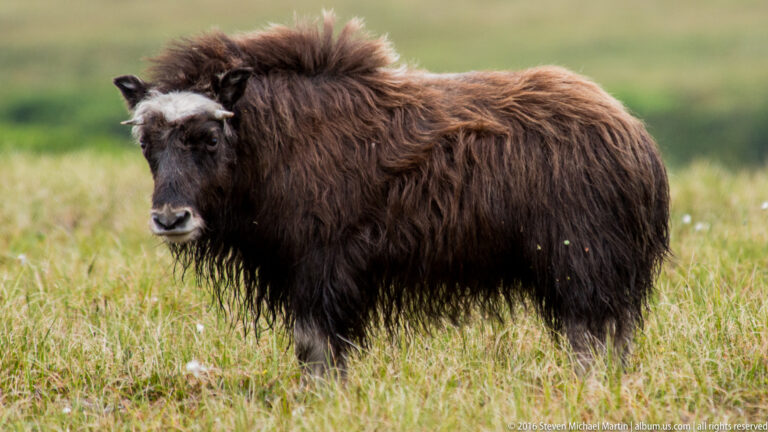A lone musk ox stands among grasses and small white flowers in the tundra.