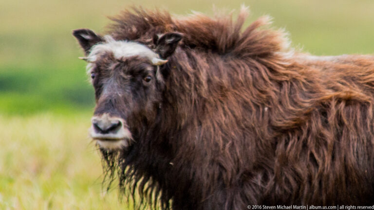 Close portrait of a musk ox showing its dark muzzle and thick reddish coat.