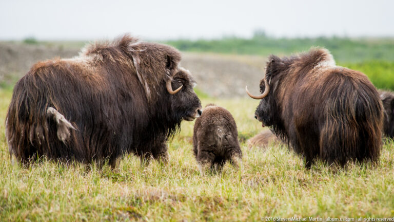 Two adult musk oxen stand on either side of a calf facing away.