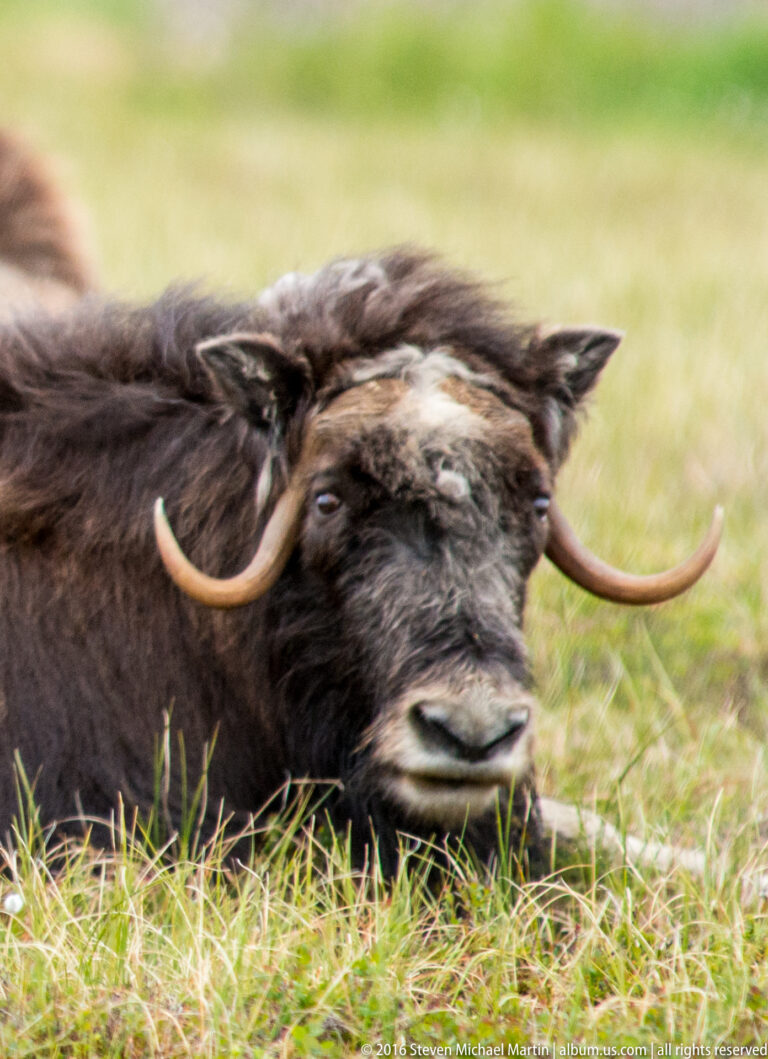 A resting musk ox lies in grass with its face and horns turned toward the viewer.