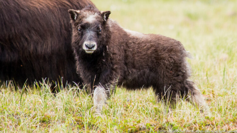 A young musk ox looks toward the camera beside an adult's flank.