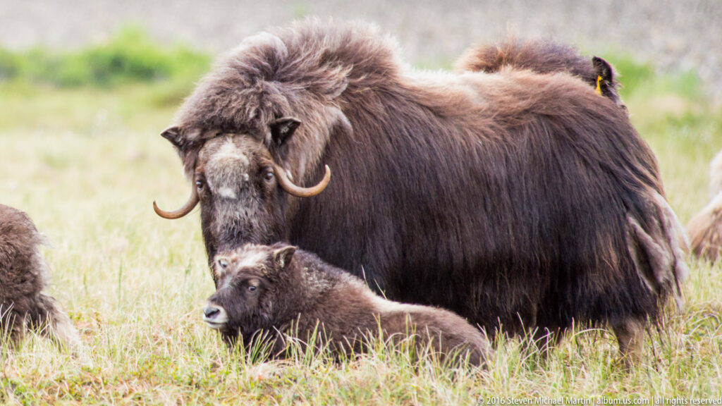 A horned adult musk ox stands behind a smaller calf in pale tundra grass.