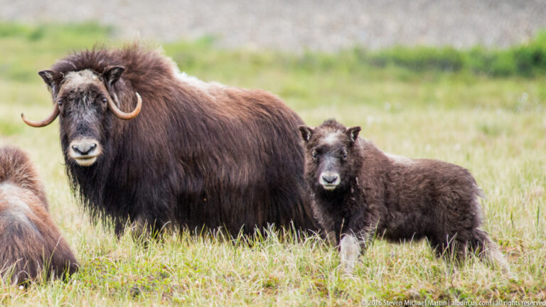 An adult musk ox and calf face the camera amid a larger herd.