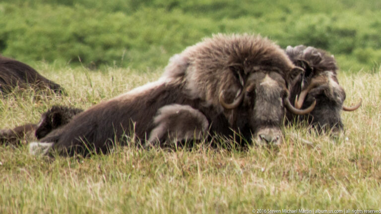 A calf stands in front of several closely grouped adult musk oxen.