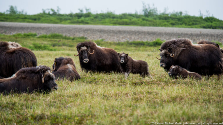 A mixed group of adult musk oxen and calves occupies a broad meadow.