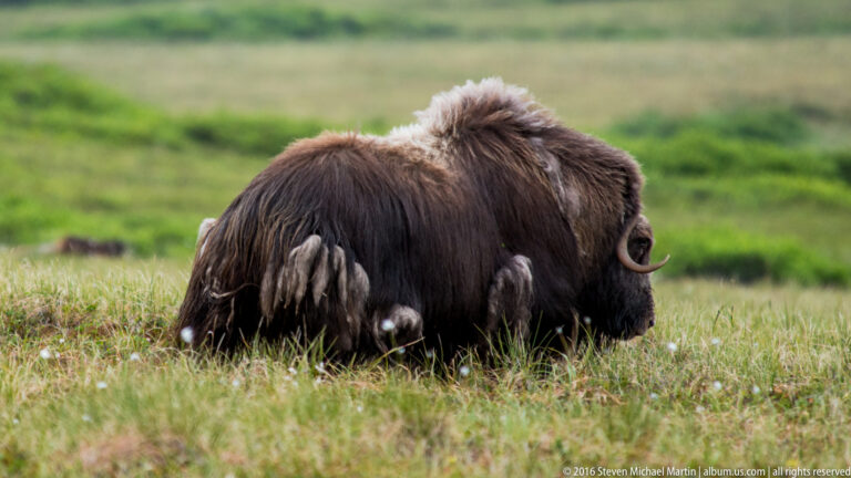 Two calves stand close beneath an adult musk ox viewed from behind.