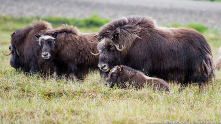 A musk ox group gathers around a calf lying in the grass.