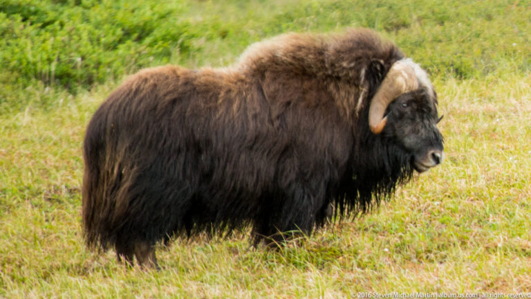 A musk ox rests in grass with its head lowered and horn curving beside its face.
