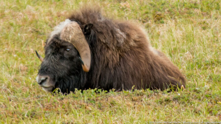 A resting musk ox sits low among grasses, its curved horn beside its face.