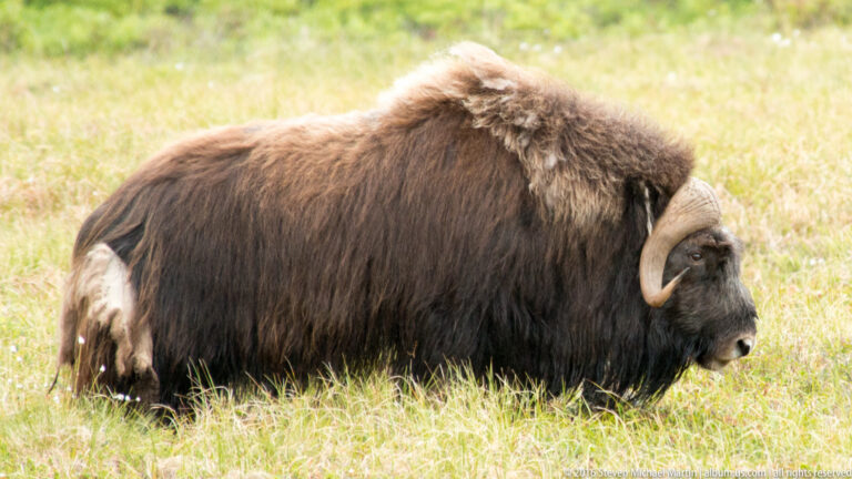 A musk ox stands broadside in pale grass, facing toward the right side of frame.