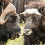 Bering Land Bridge NPRES