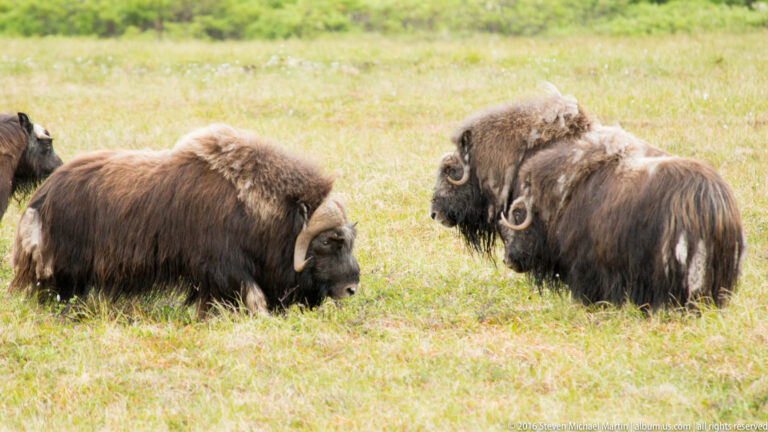 Two musk oxen face each other across a grassy tundra meadow in Alaska.