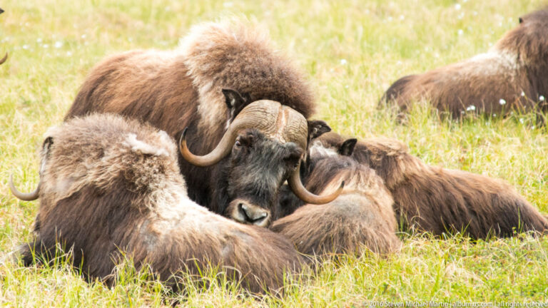 A cluster of resting musk oxen with overlapping horns and coats in a meadow.