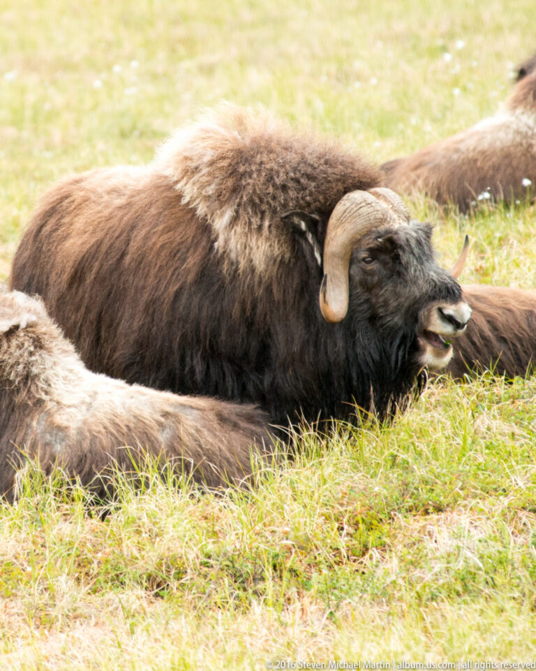 A musk ox rests on its side among other animals in the meadow.