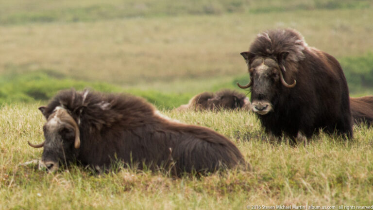 A standing musk ox faces forward behind another ox lying in the grass.