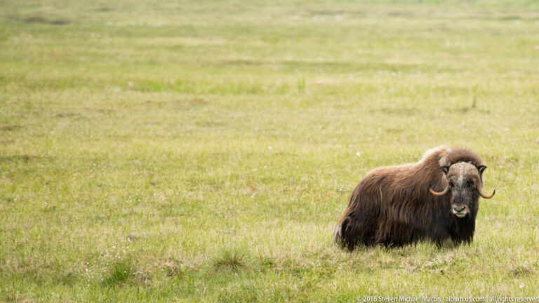 A lone musk ox sits small in a wide expanse of grassy tundra.