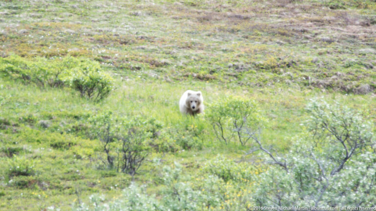 A pale bear faces the camera amid dense low green tundra shrubs.