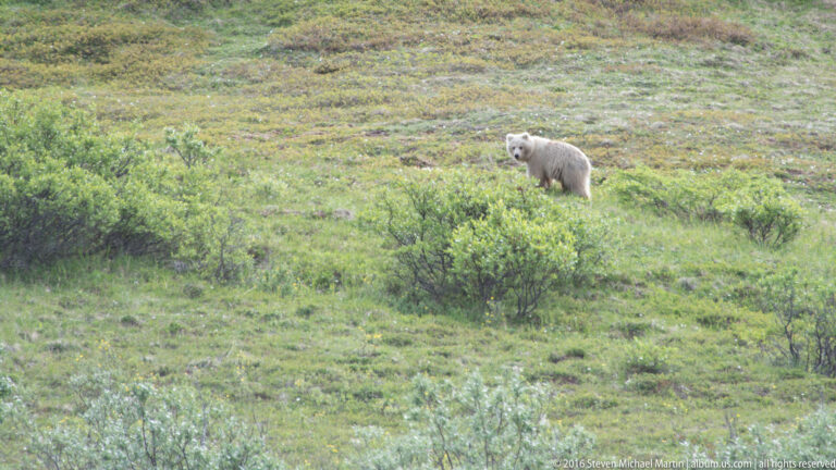 A pale bear stands among low shrubs, turning its head back toward the camera.