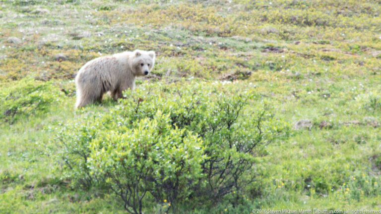 A light-colored bear looks back over dense green tundra shrubs on a slope.