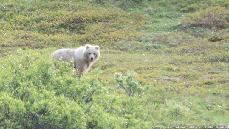 A pale bear walks through flowering tundra shrubs and looks toward the camera.