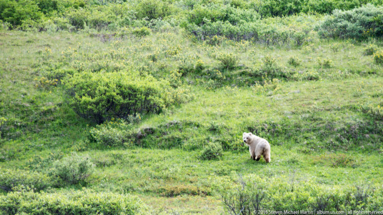 A small pale bear stands in a wide expanse of green tundra shrubs.