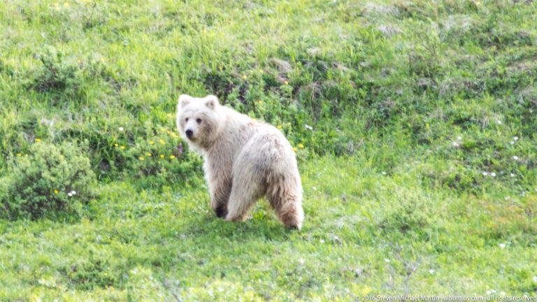 A pale bear stands among green plants and flowers, facing partly toward the camera.