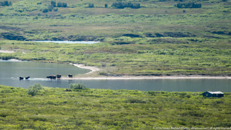 A small group of dark mammals stands on a gravel bar beside a tundra river.