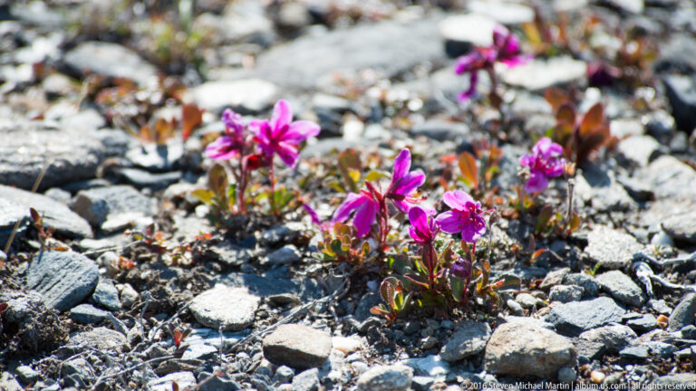 Magenta fireweed blooms among gray stones and low tundra plants on a slope.